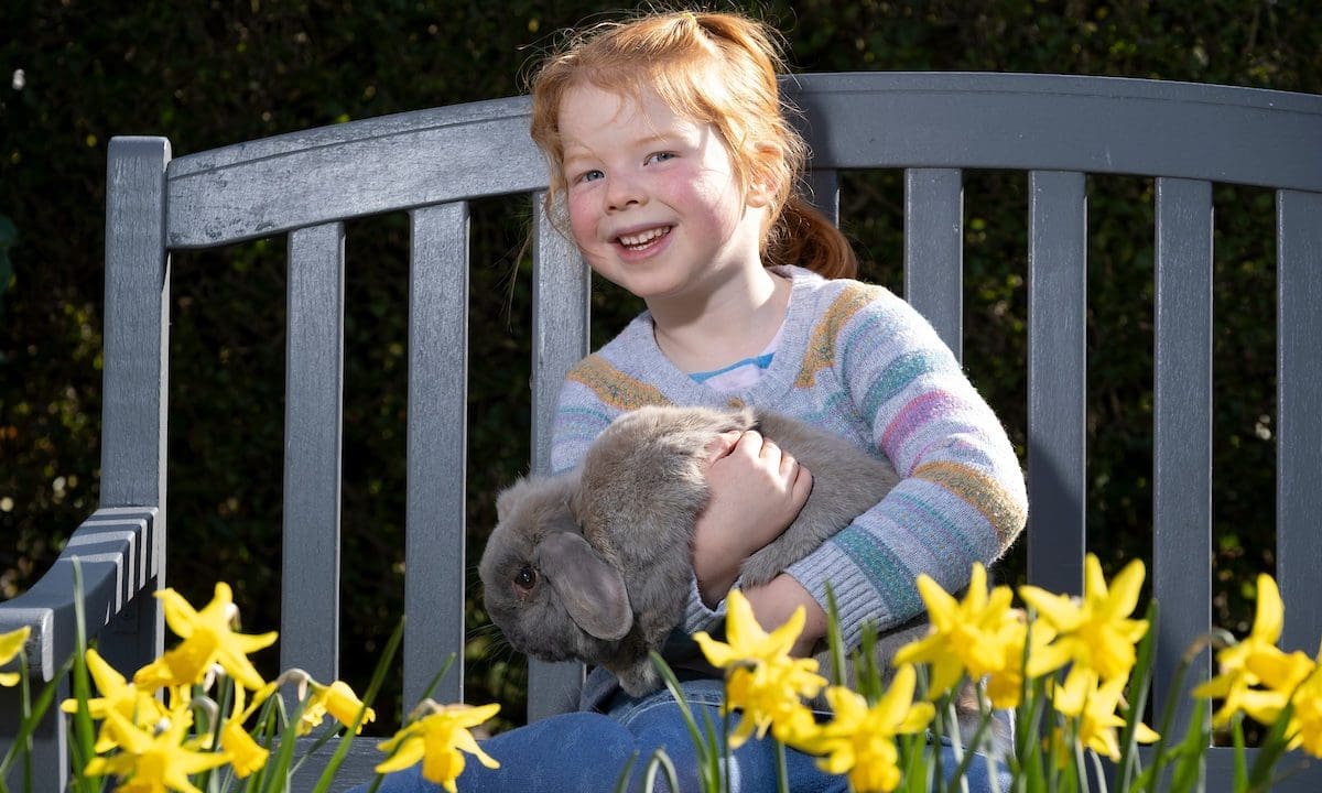 Rabbit legislation too ‘focused’ on commercial activities, says report