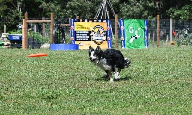 60% of pet competitors want events to resume as soon as possible