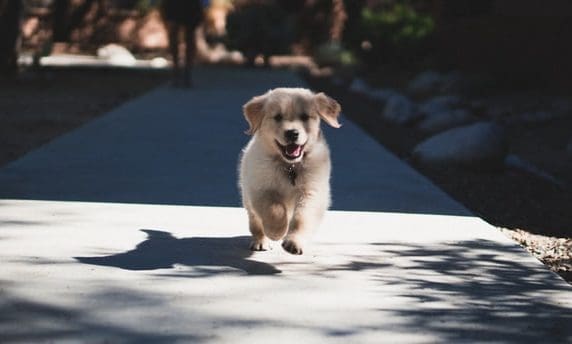 Vital to exclusively stock organic pet food range Yarrah