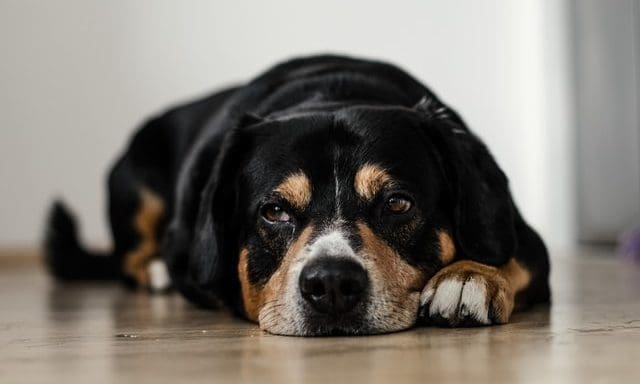 RSPCA praises Sentience Bill, calls for ‘meaningful’ committee
