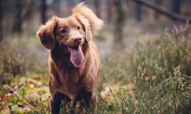 Pets at Home sales top £1bn in FY21