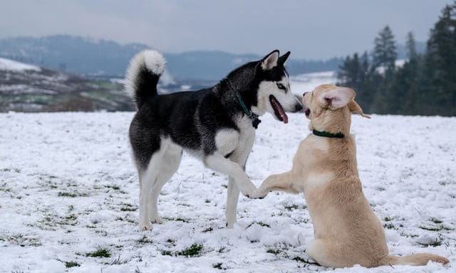 Secret donor doubles Kennel Club charity’s cash