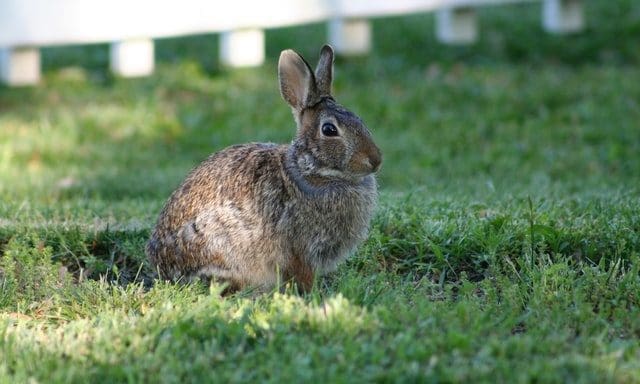 RSPCA warns gov not to ‘sell out’ animal welfare in Australia trade deal