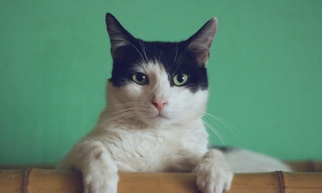 Sanicat unveils new rebrand