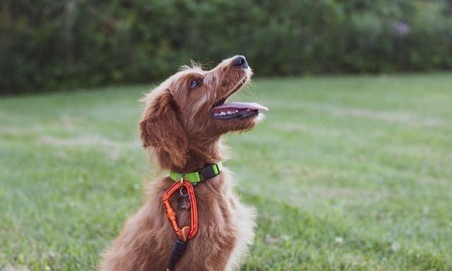 Gov bans electric shock collars for dogs