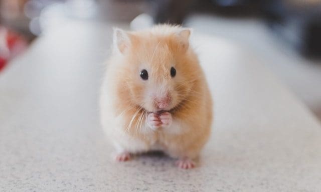 Pet stores report strongest April sales growth, Barclaycard finds