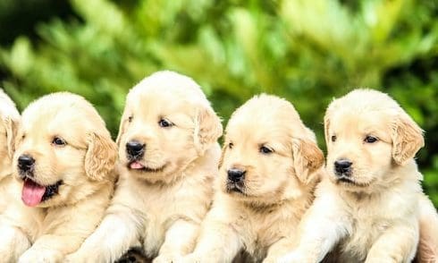 Kennel Club praises gov promise to fight puppy smuggling