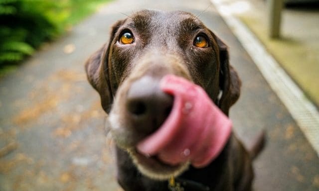 Crufts 2022 updates imported register breed qualifications