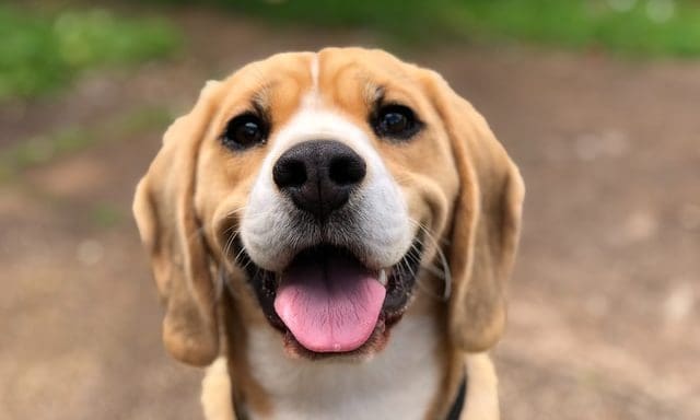 Undergrad student wins International Canine Health Award