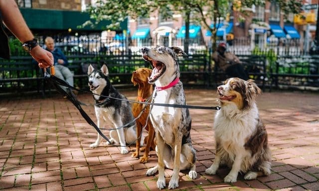 PFMA calls for new veterinary agreement