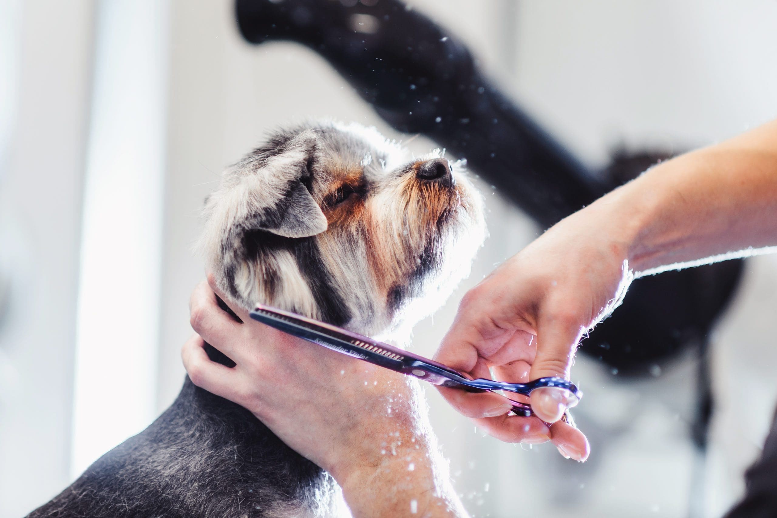 Explore something new with Open College Network’s Dog Grooming and Canine qualifications
