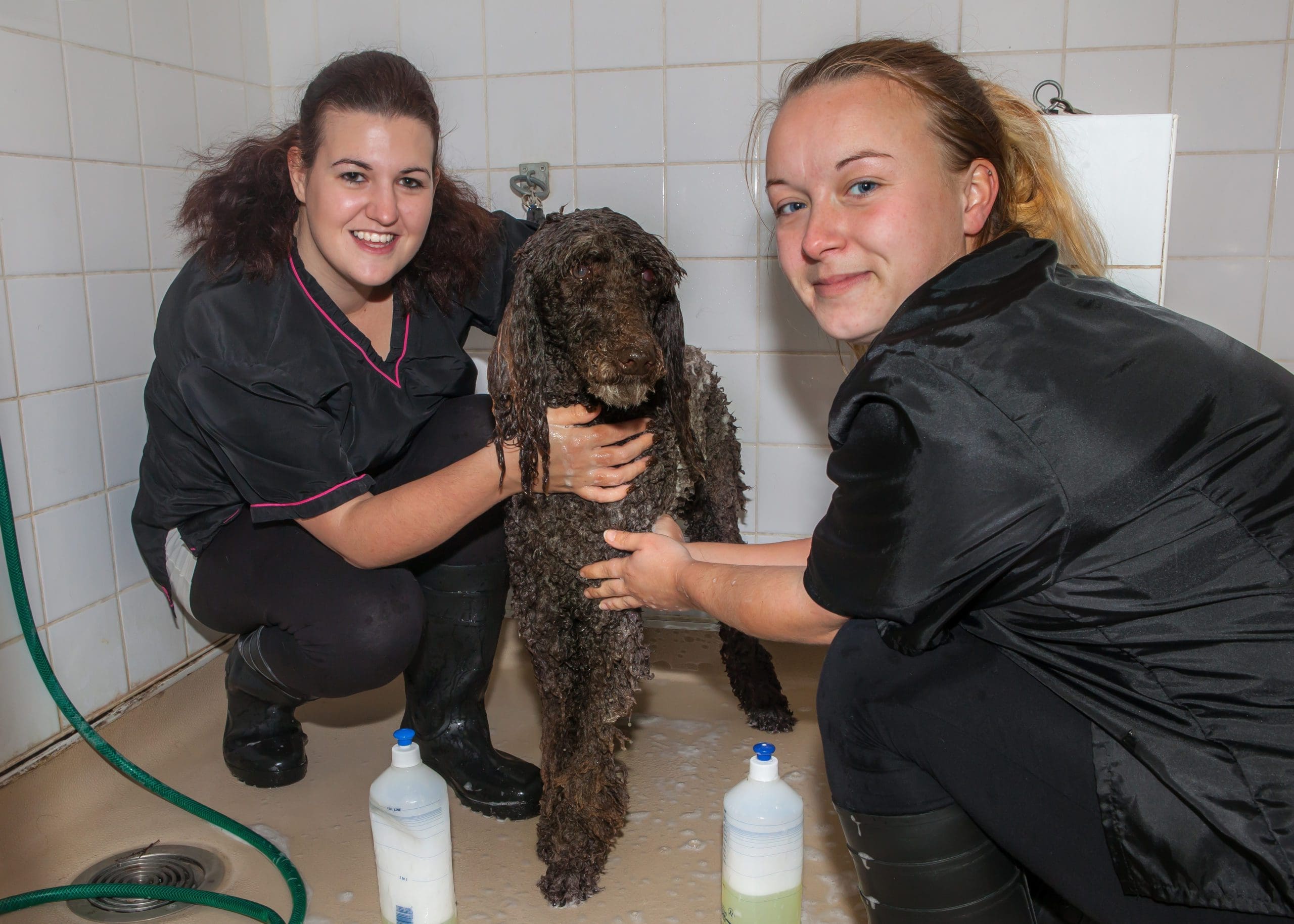 National Pet College unveils Level 2 Dog Groomer Apprenticeship Standard