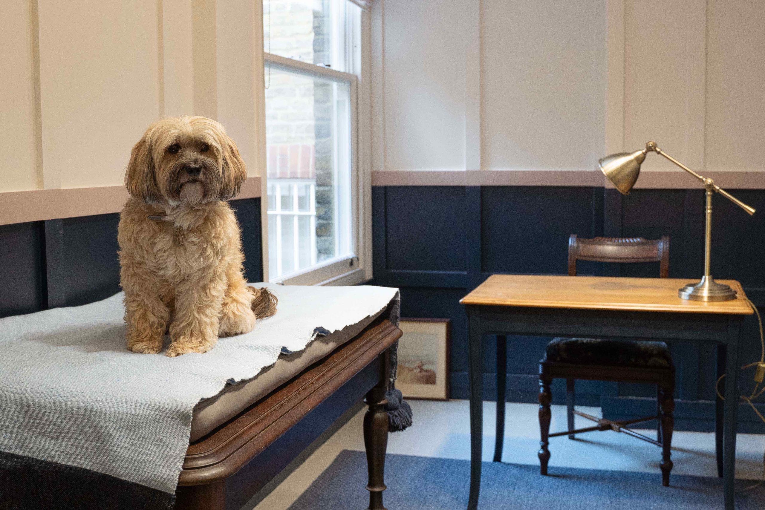 Luxury pet store opens on King’s Road