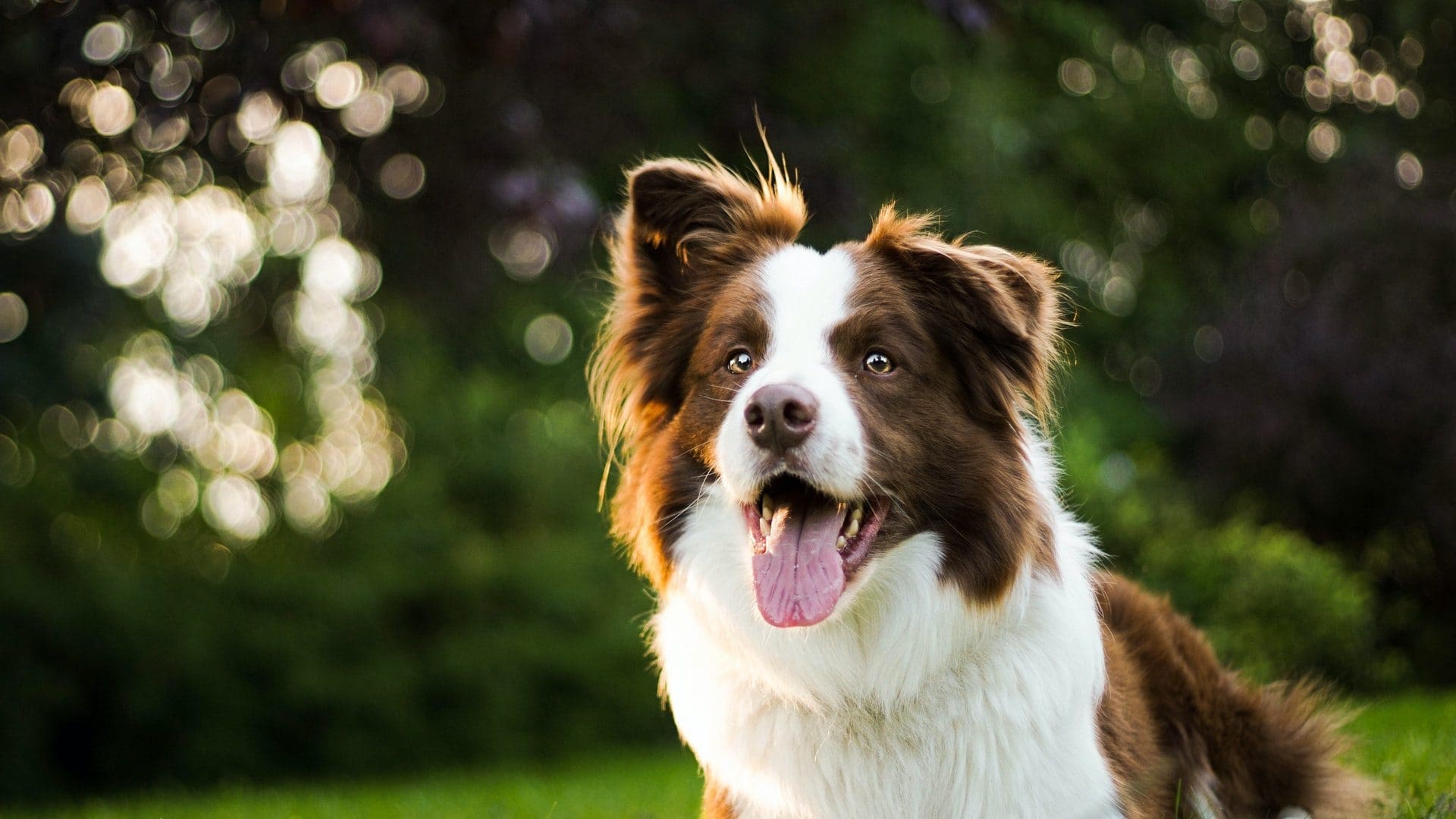 Grove Pet Foods acquired by Cranswick