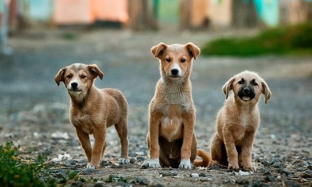 The Innocent Pet extends air-dried dog food range