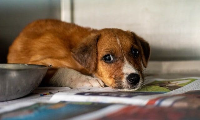 RSPCA launches ‘Cancel Out Cruelty’ campaign