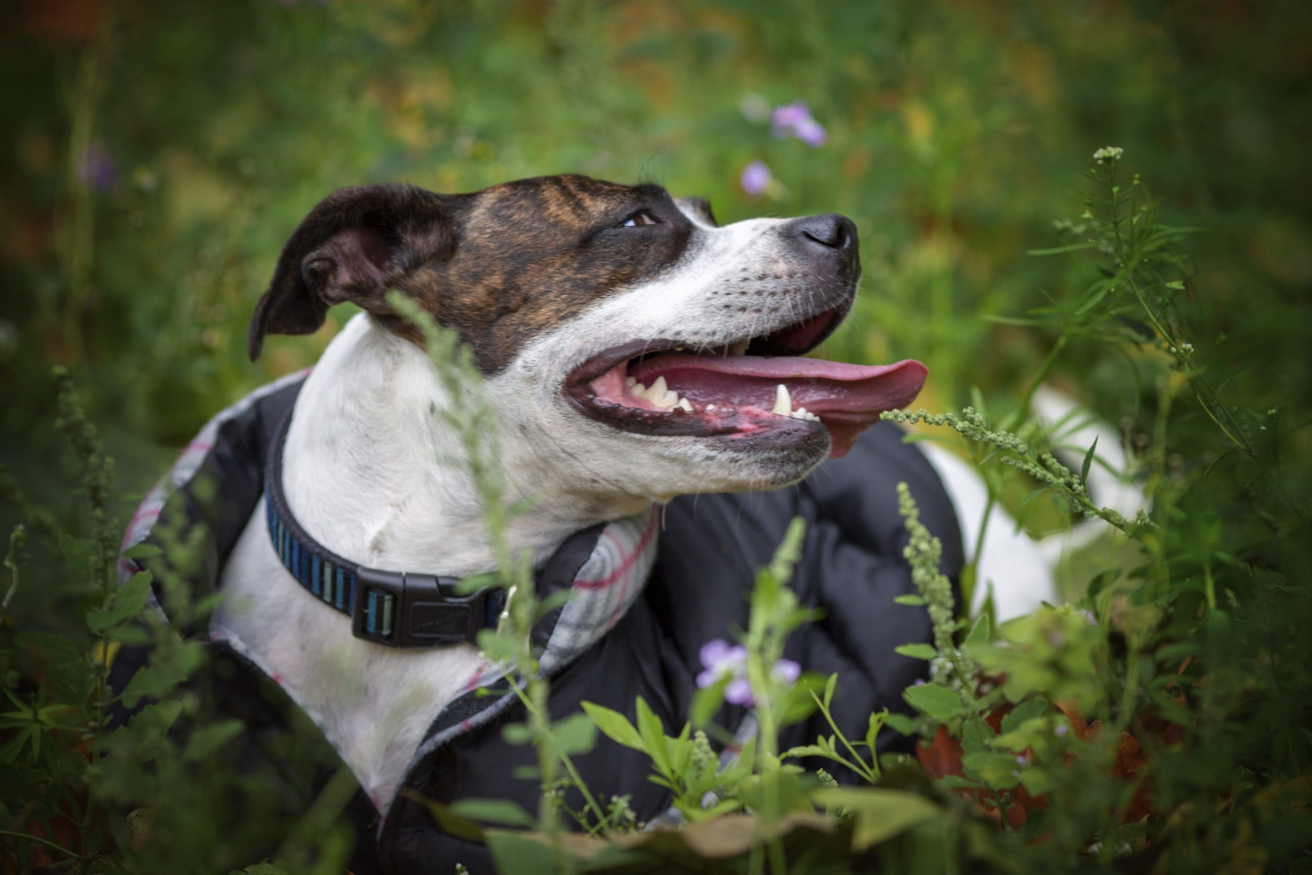 Beco launches Independent Pet Shop Award