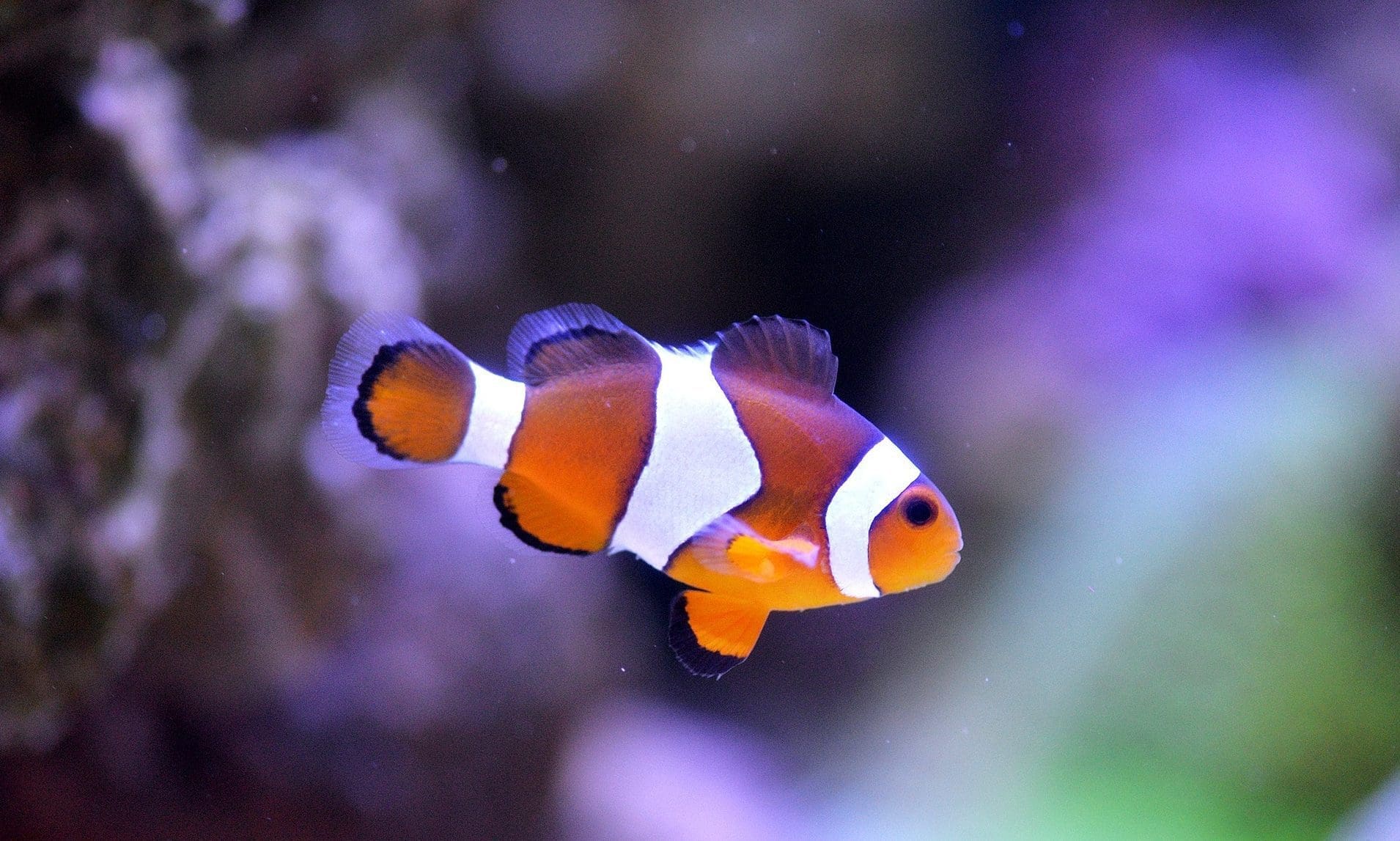 Southern Aquatics takes over Yeovil Watermarque store