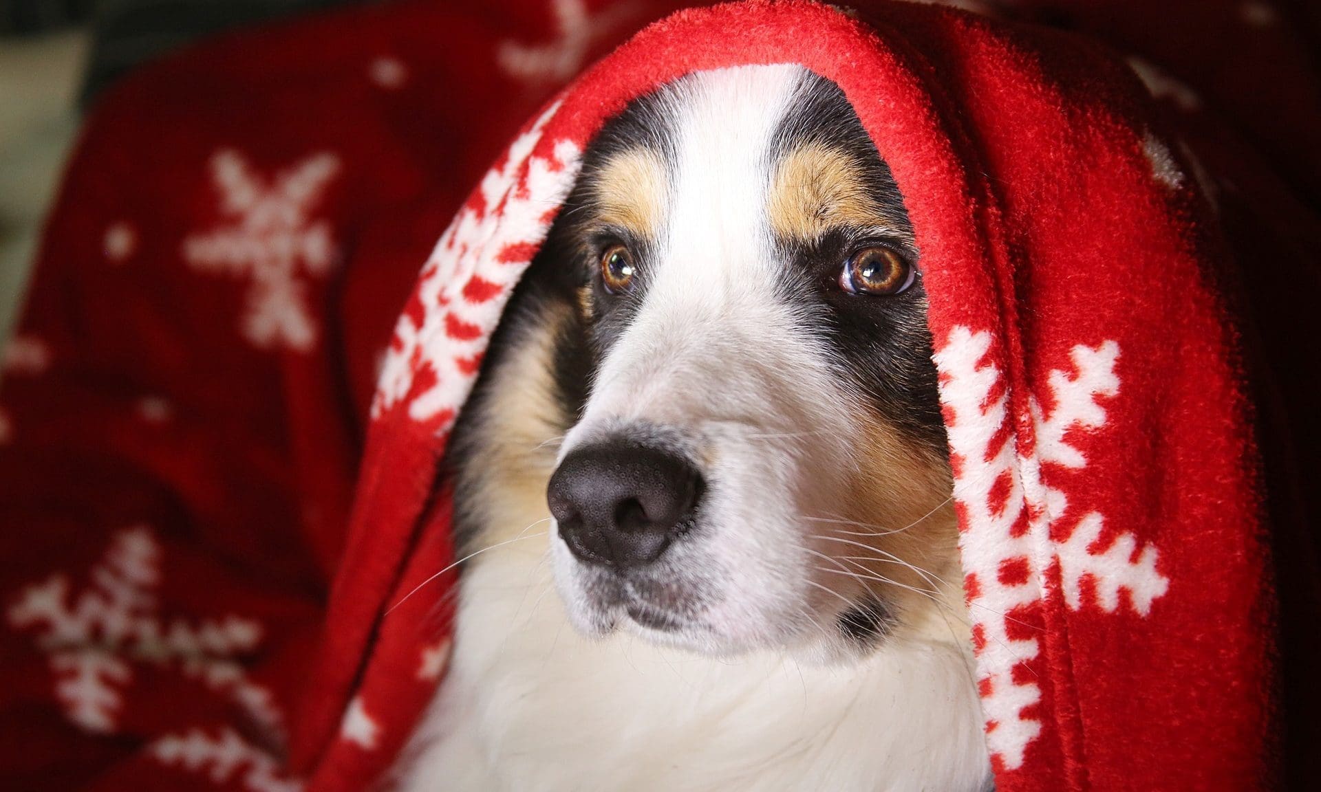 Laughing Dog launches Christmas range