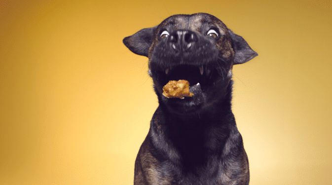 Dogs go vegan: The plant-based diet and the pet food industry