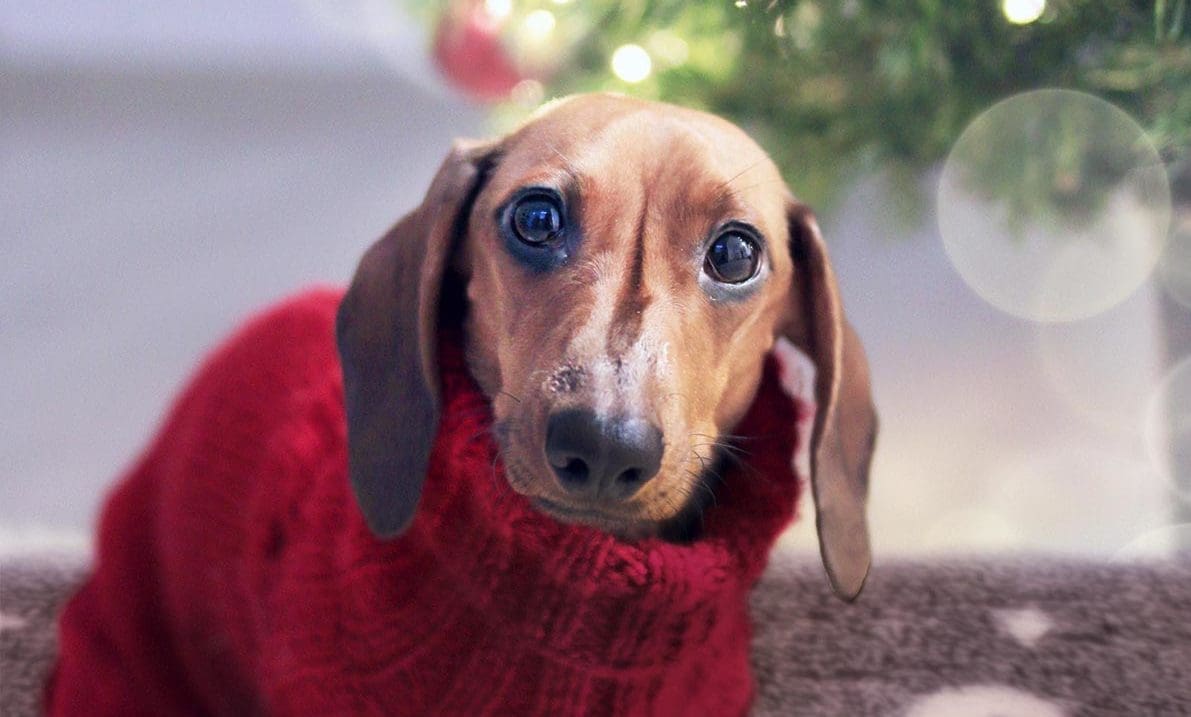 Simply2 Pet Products brings back Christmas ProFleece bedding