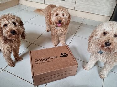 Natural dog treats business Dogglebox launches