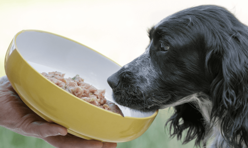 Raw pet food brand Hug launches