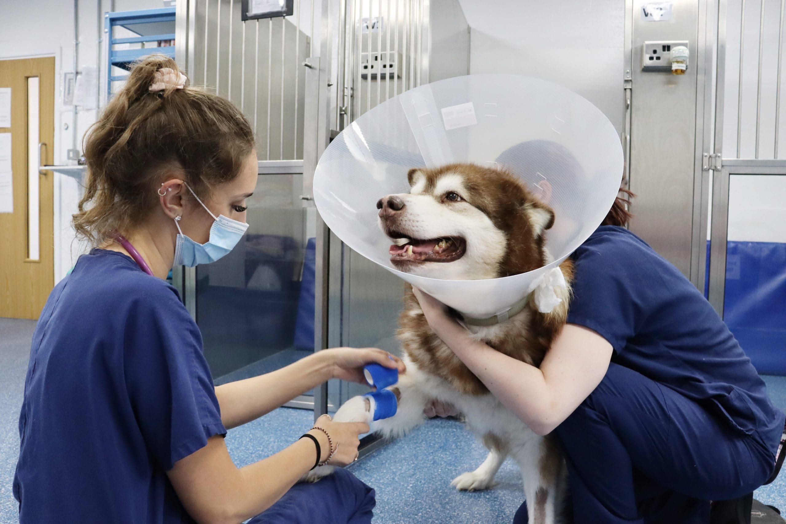 Animal Trust launches £2m crowdfunding campaign