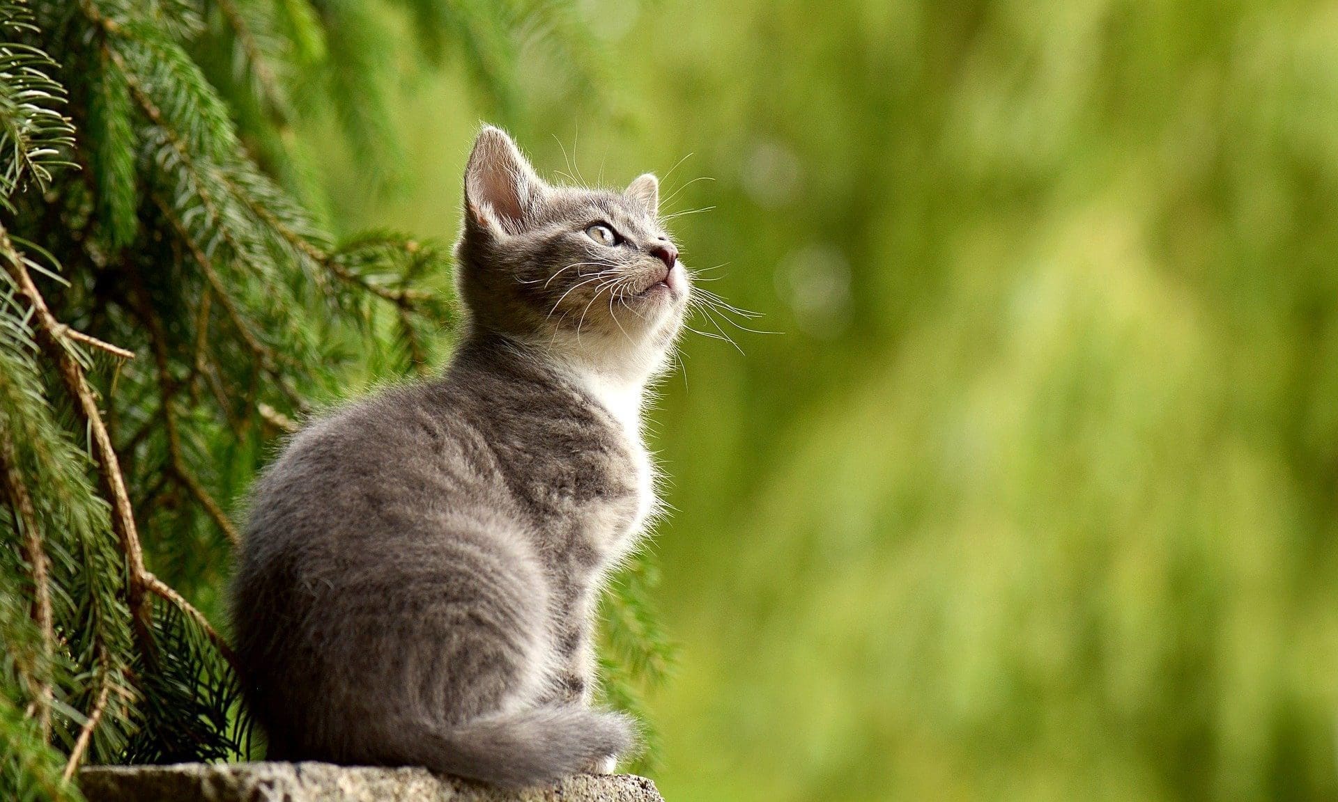 Axel’s Elixir launches new bone-broth treats for cats