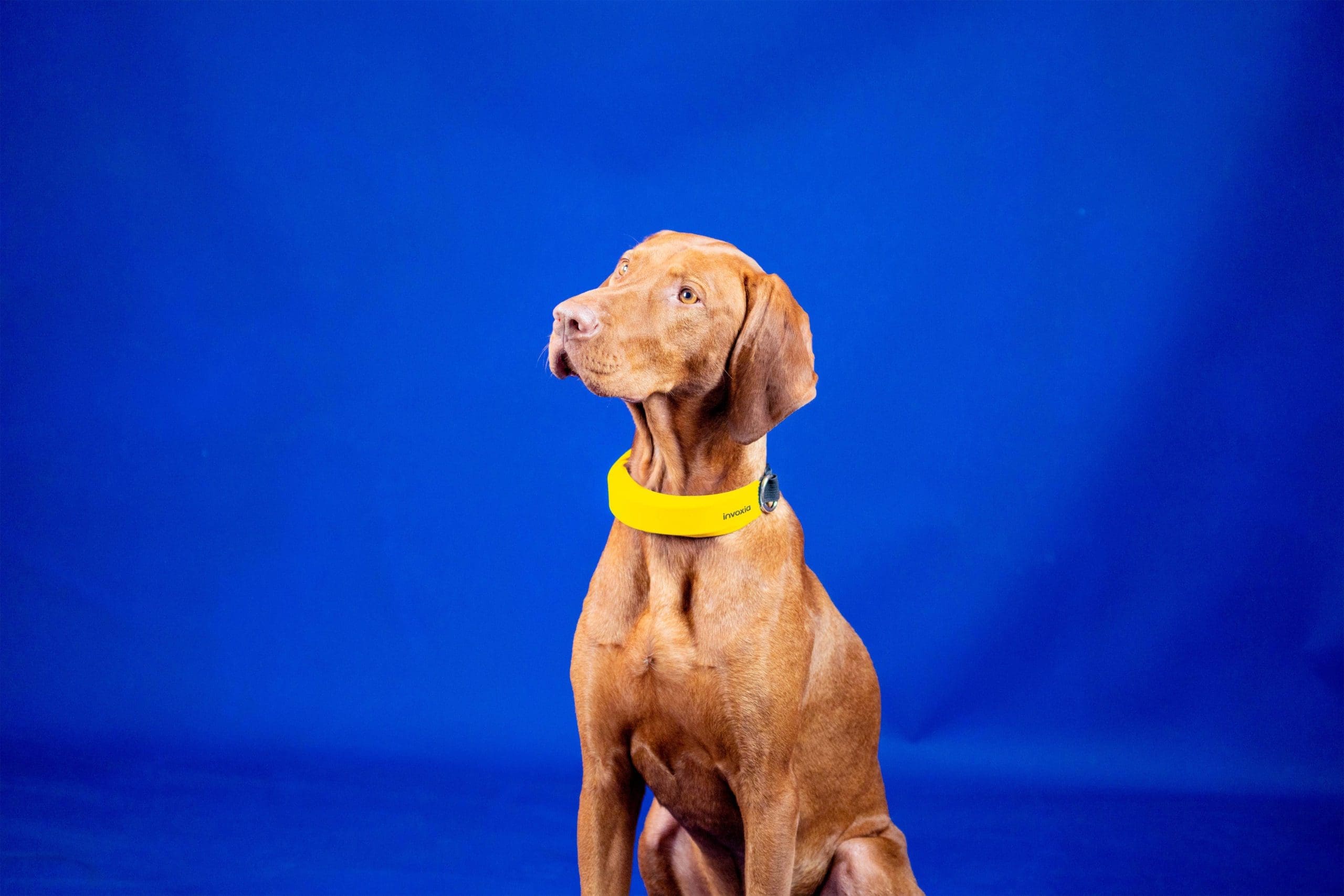 Invoxia to launch Smart Dog Collar this summer