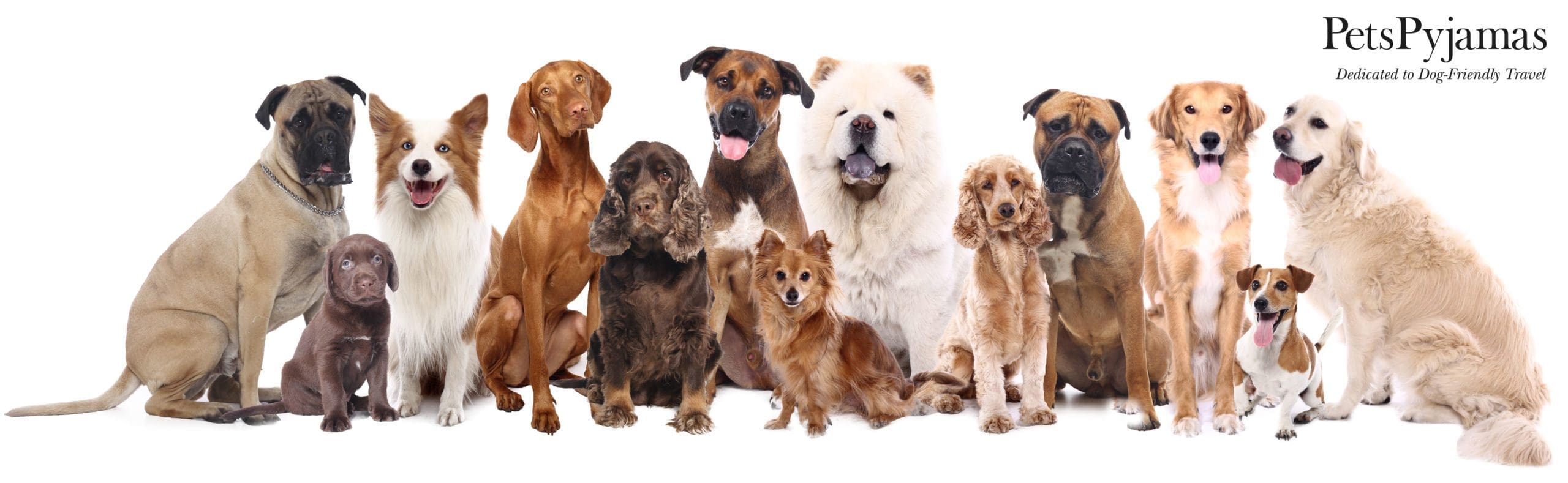 Petspyjamas donates over £132k to animal charities