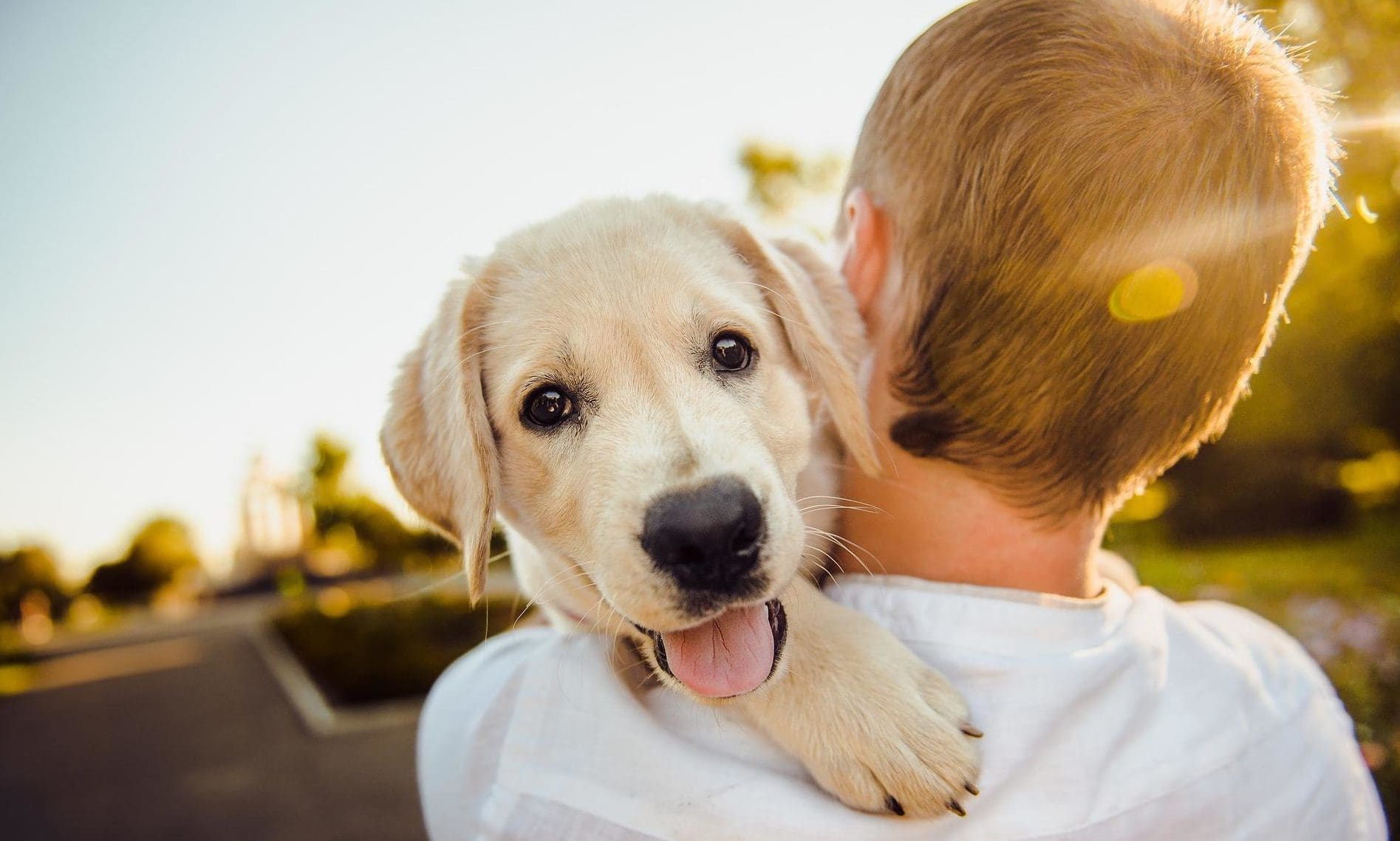 Cost of dog ownership rises to almost £250 a month, survey finds