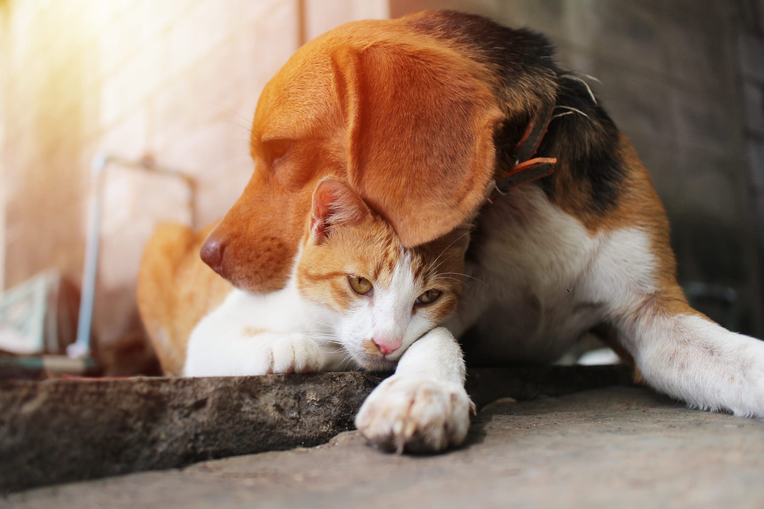 Charity launches new Petrehomer adoption platform