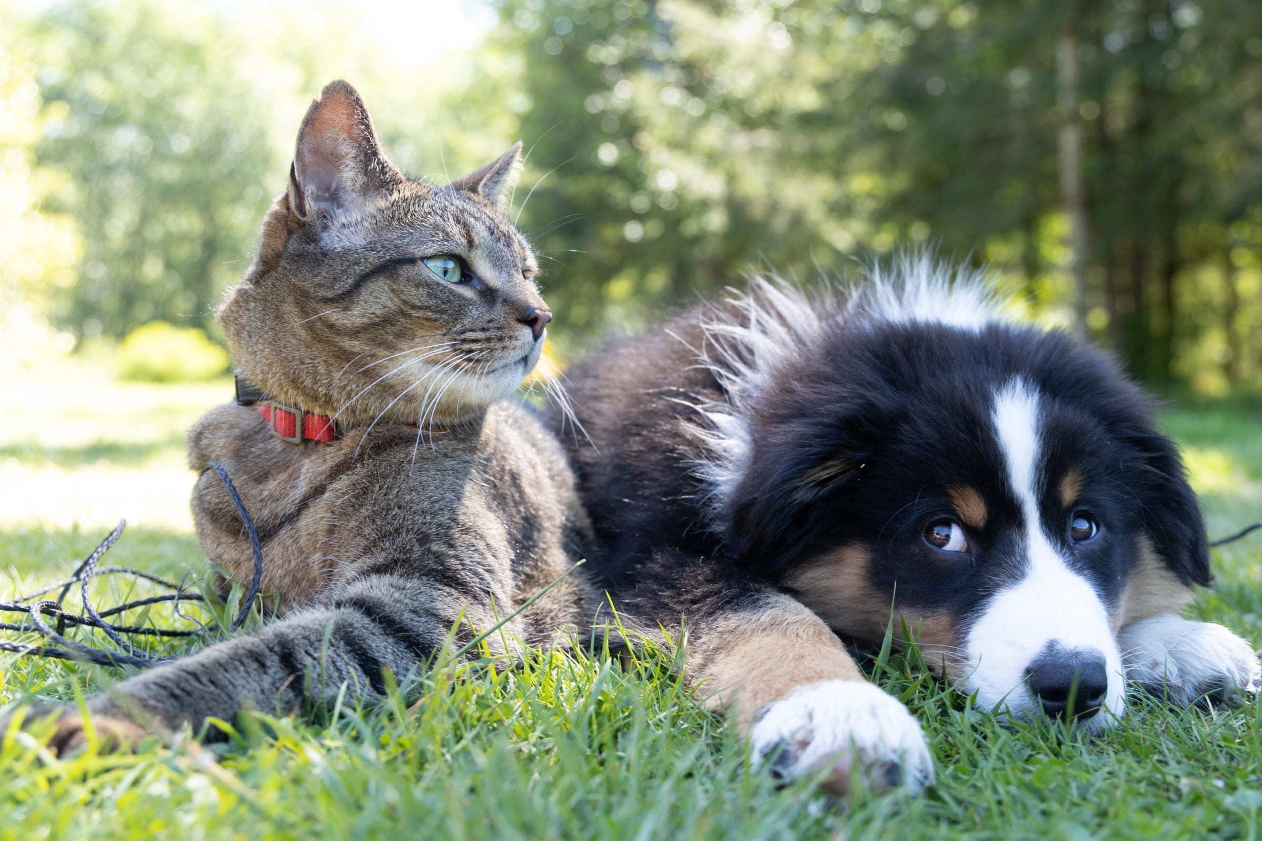 Pet Munchies acquired by Assisi Pet Care