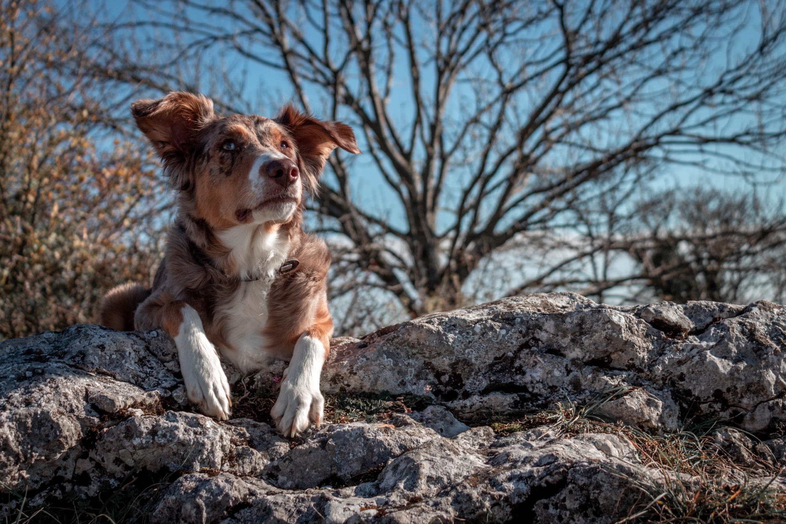 PIF rallies with industry for Save Pets Of Ukraine initiative