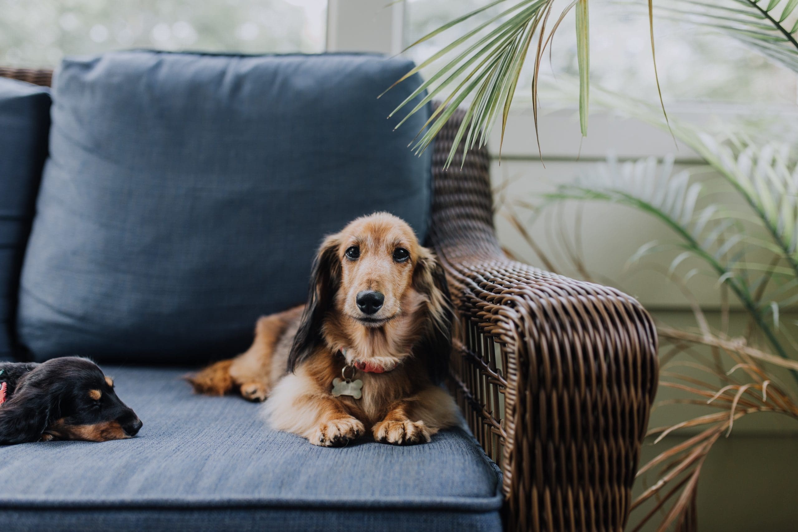 TrustedHousesitters hits 100,000 member milestone