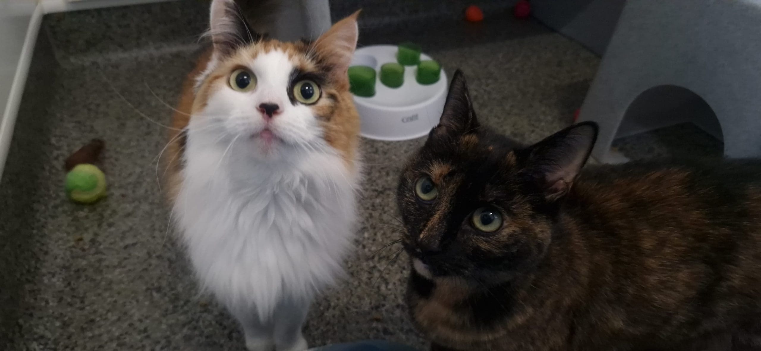 Waiting lists for cats soar amid cost-of-living crisis, says Cats Protection
