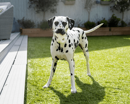 Pedigree Wholesale introduces Doodle’s Deli treat range
