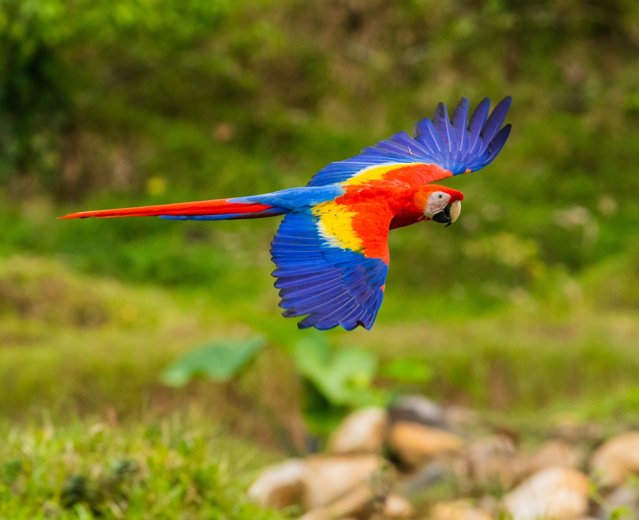 PFMA to hold parrot symposium