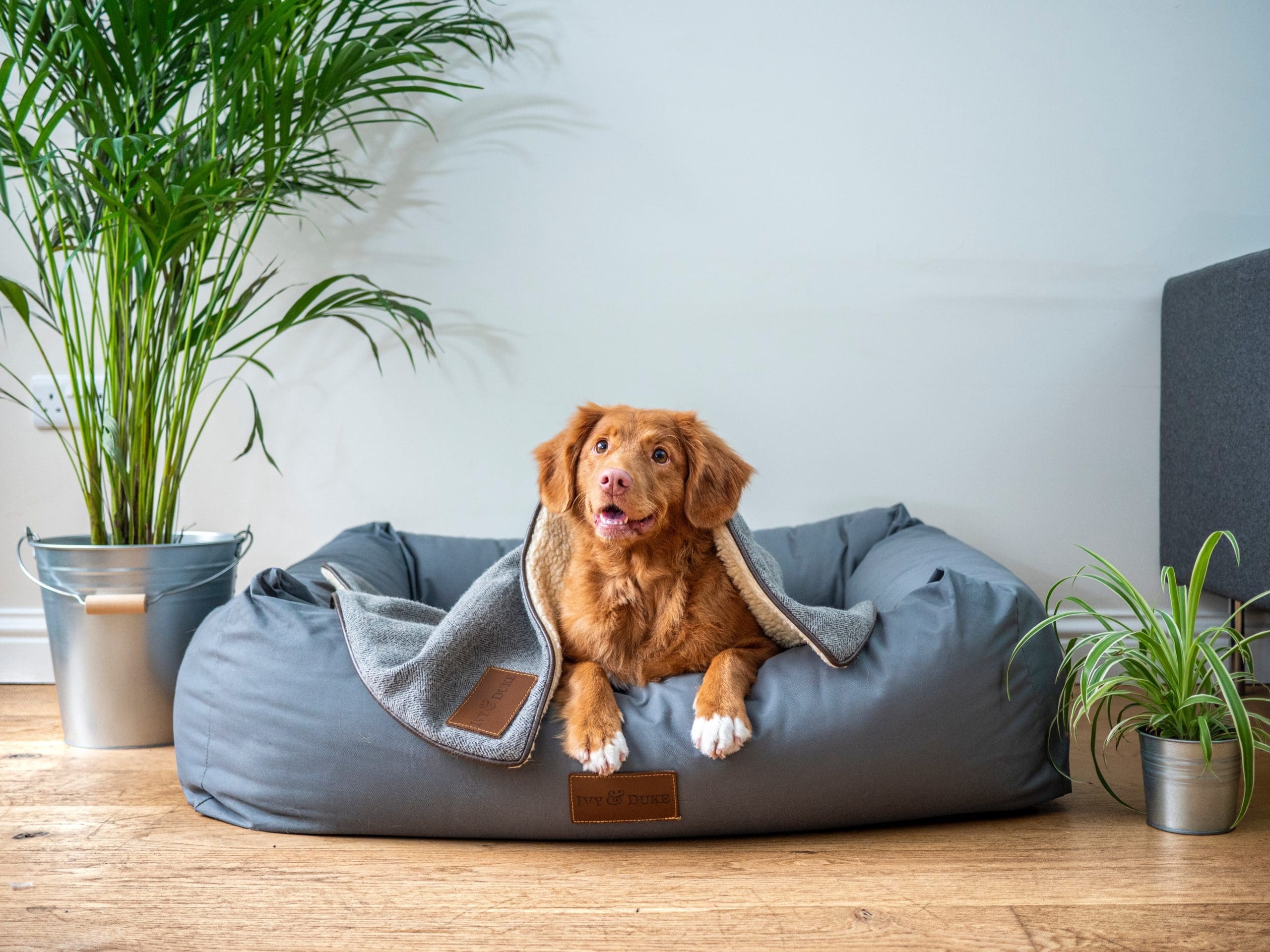How the pandemic altered the global pet industry forever