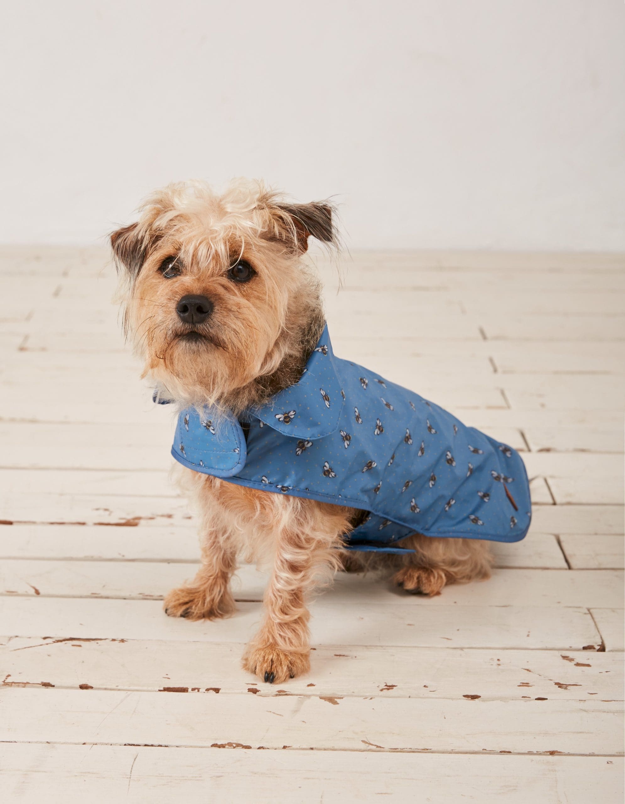 FatFace launches new pet range