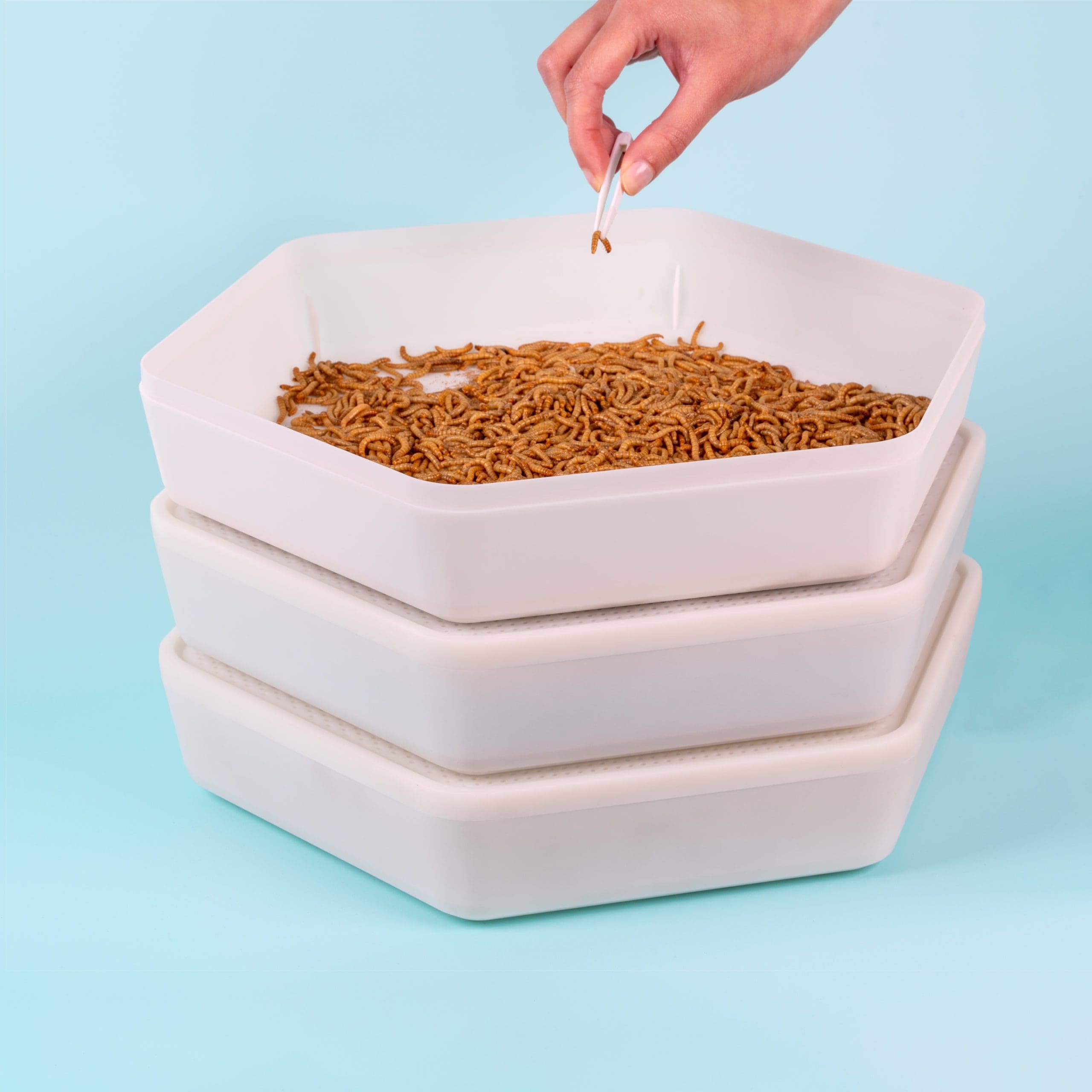 The Bug Factory launches sustainable pet feed
