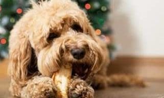 Earth Animal relaunches festive natural chew