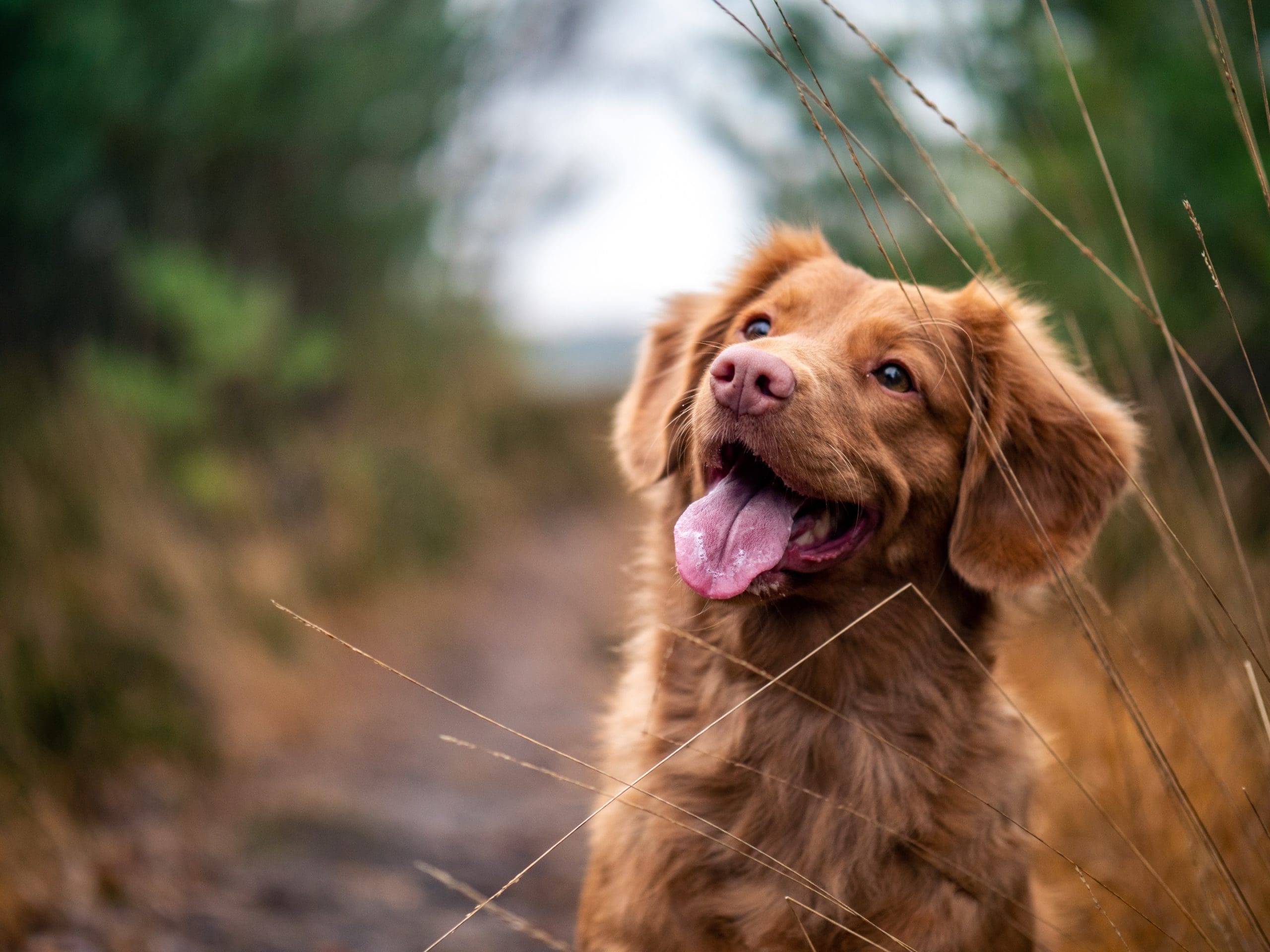 Puppy demand rises 33%, Pets4Homes finds