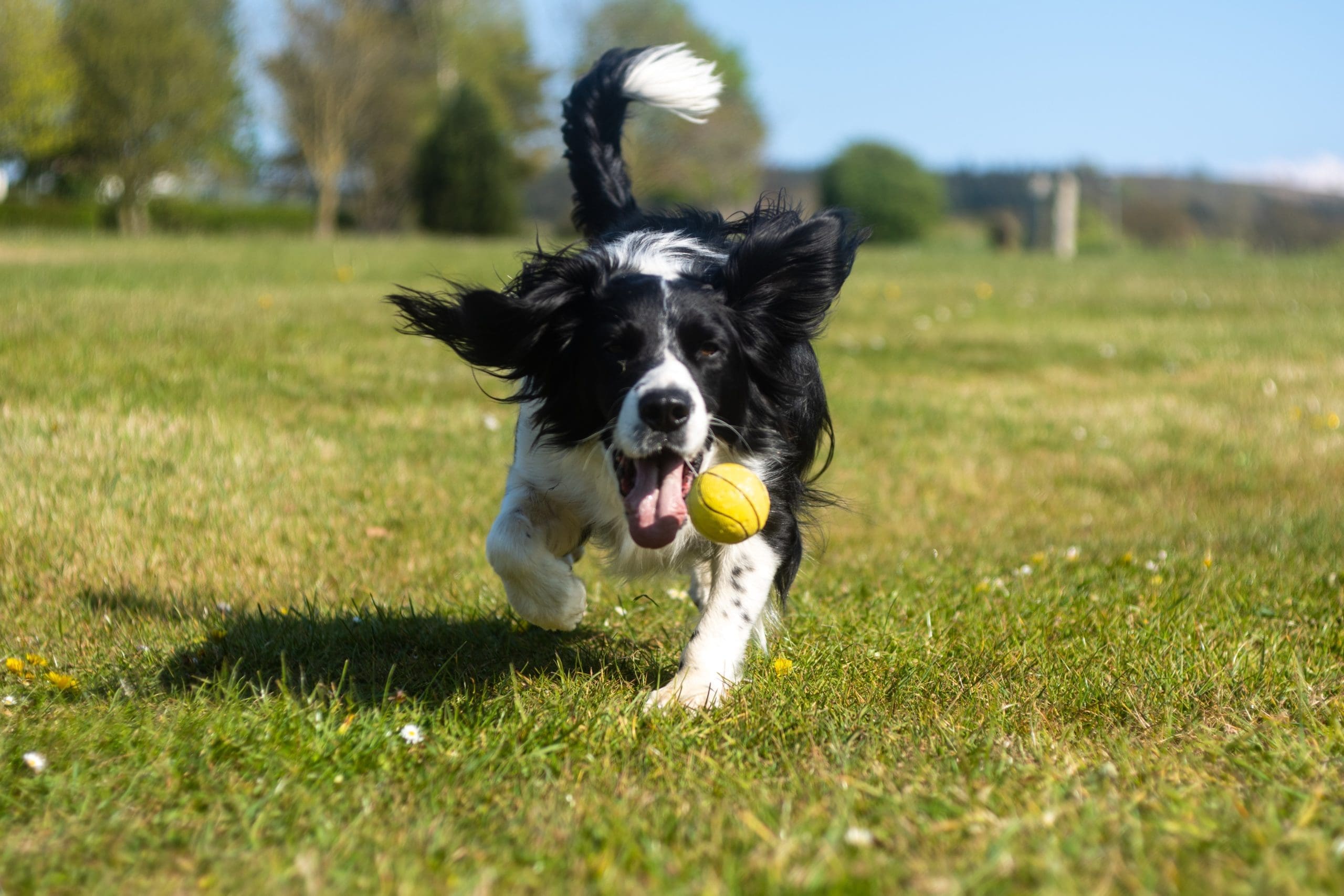 UK Pet Food appoints two new chairs to lead sustainability work