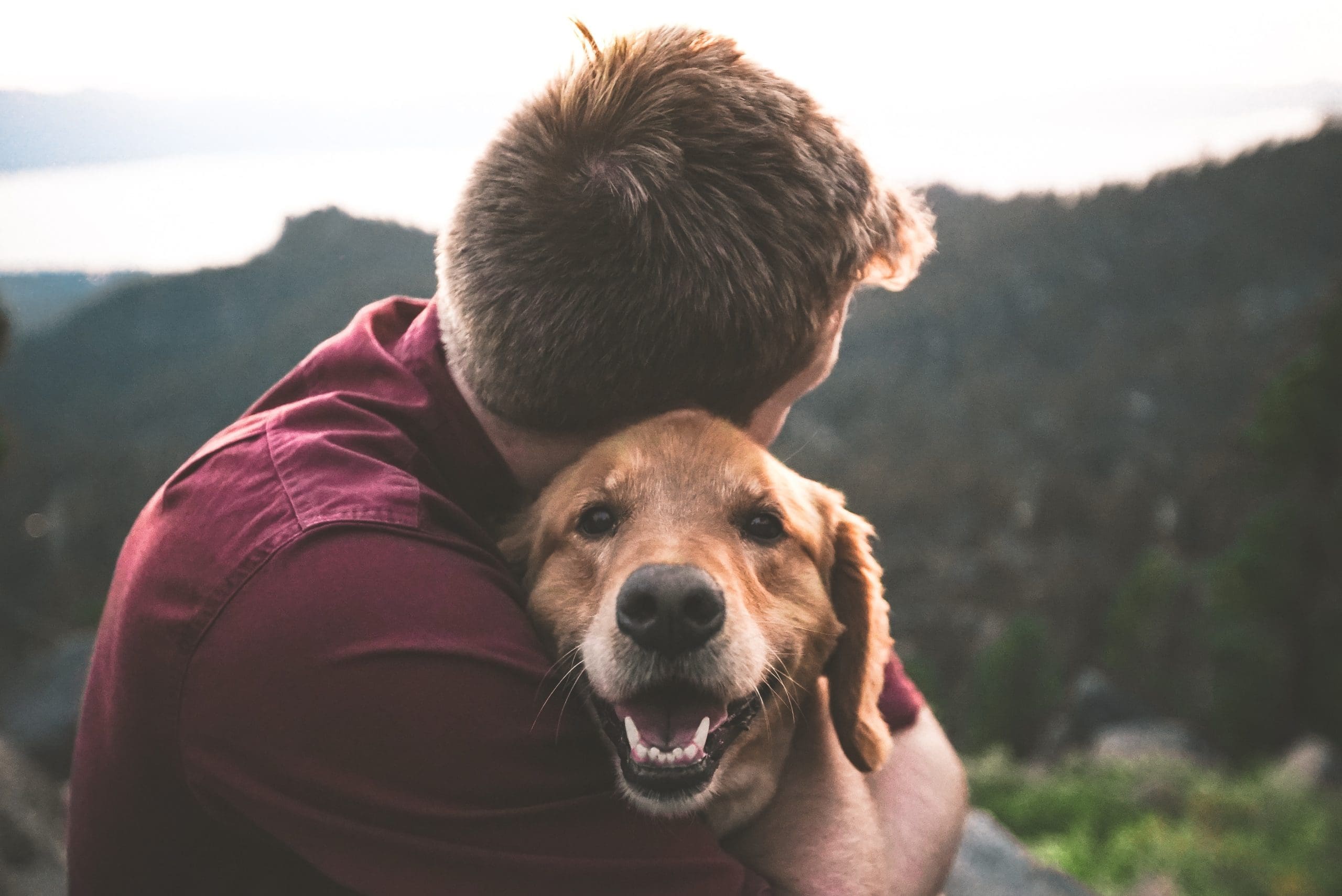 Pets4Homes acquires Breedera to support responsible breeders
