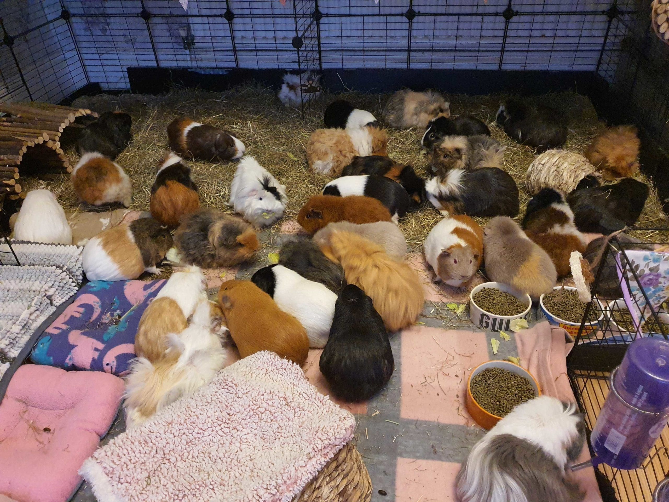 Kavee Rescue partners with guinea pig rescue centre