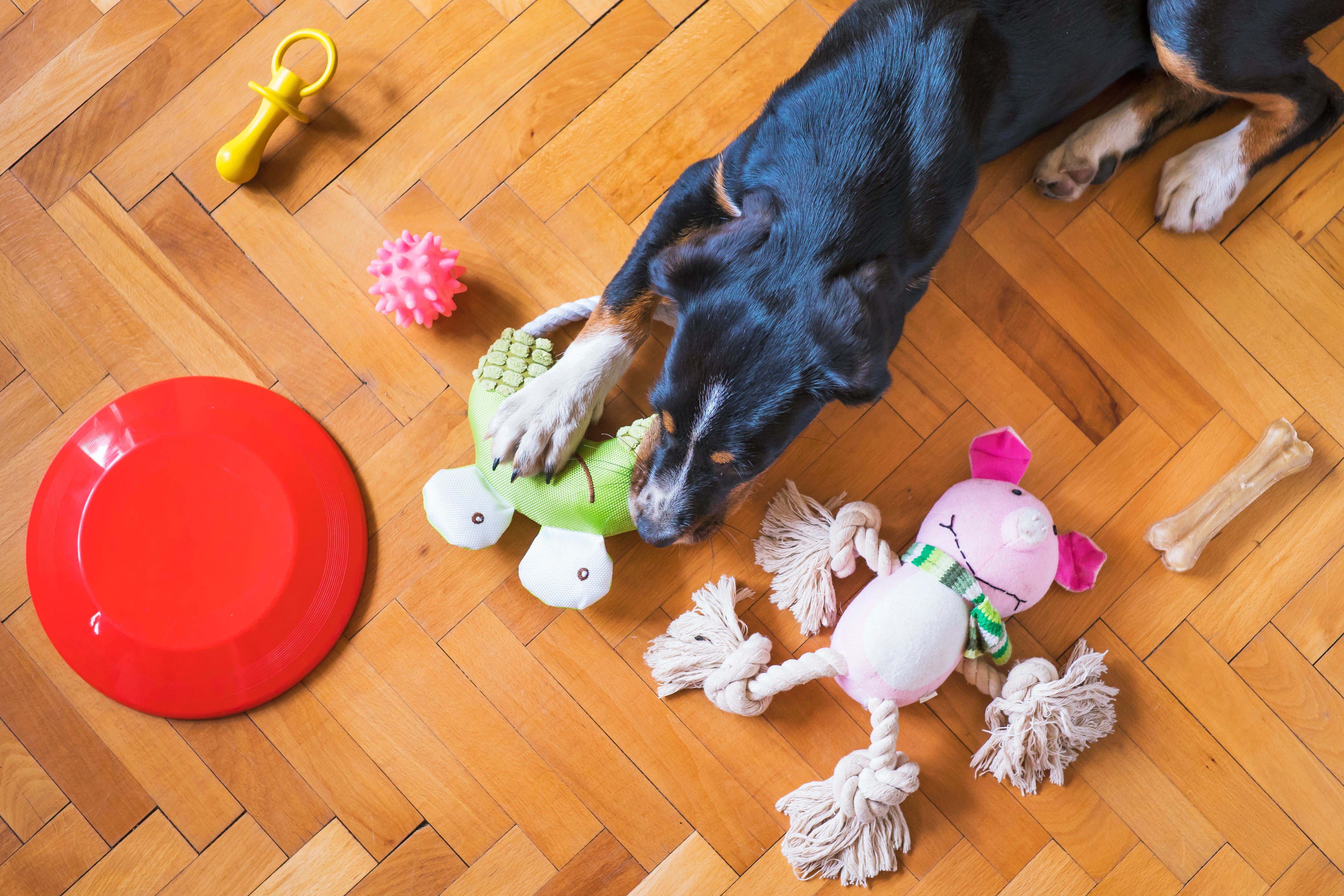 Global pet industry to grow to $500bn in revenue by 2030, BI finds