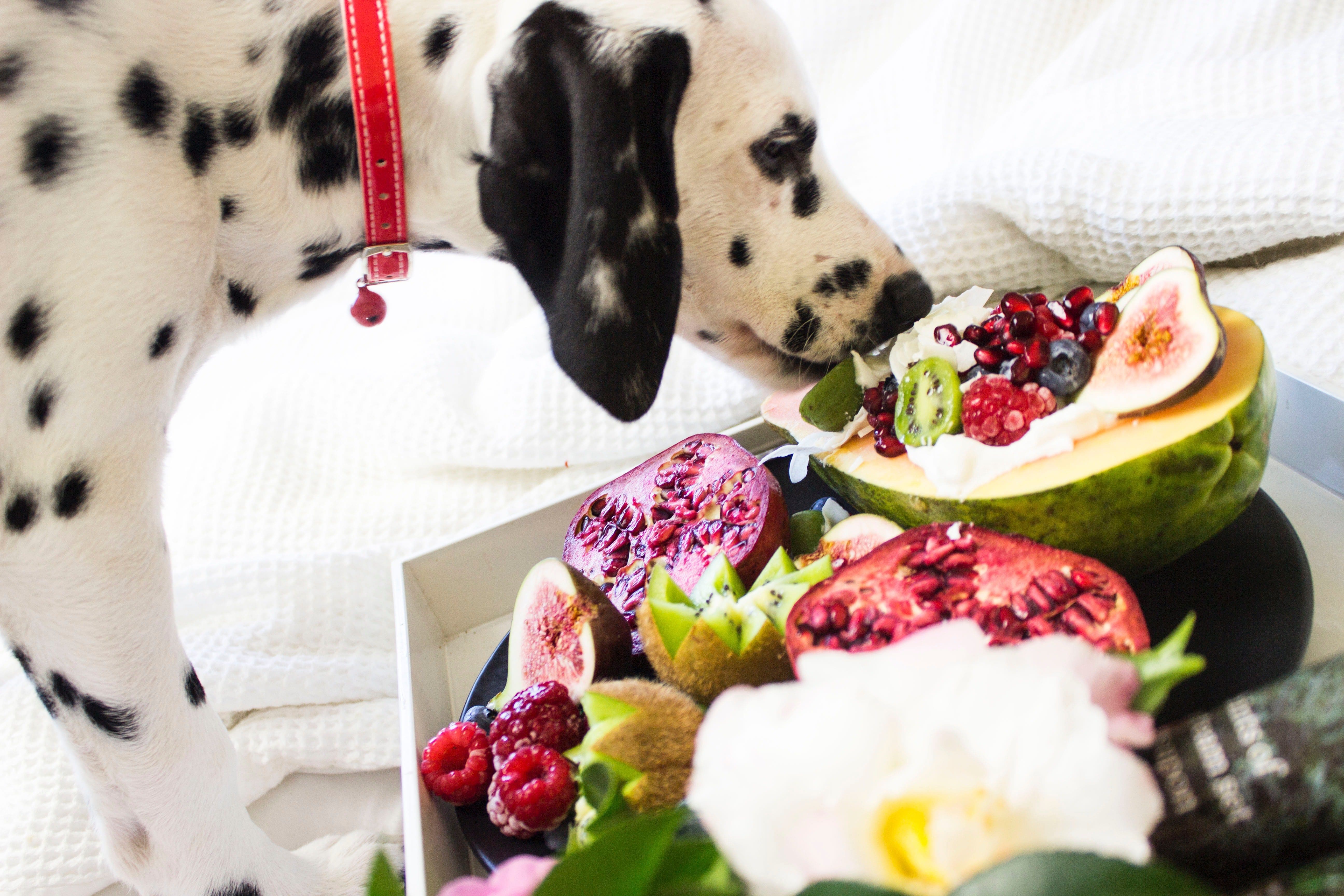 iPET Network launches Level 2 canine nutrition course for retailers