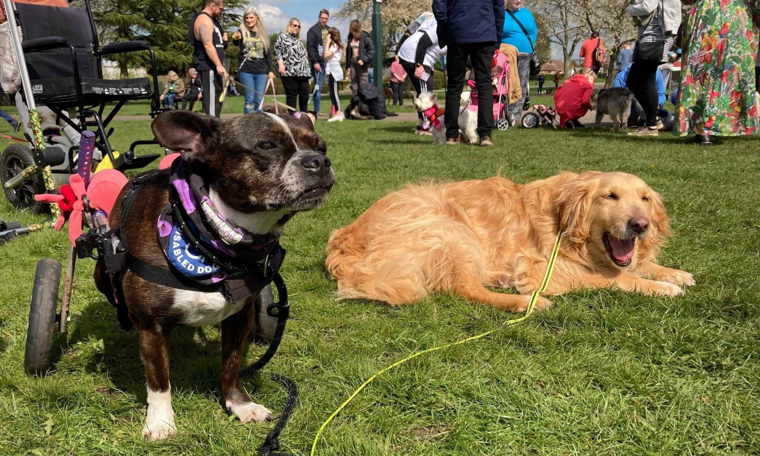 Book Your Pet launches campaign for disabled animals charity